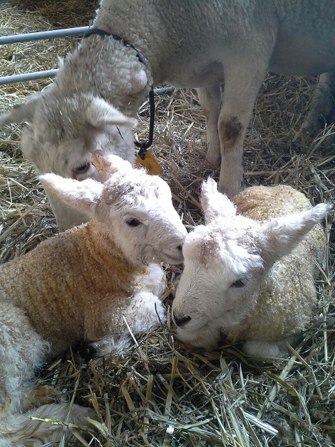 Lammetjes geboren in Almere