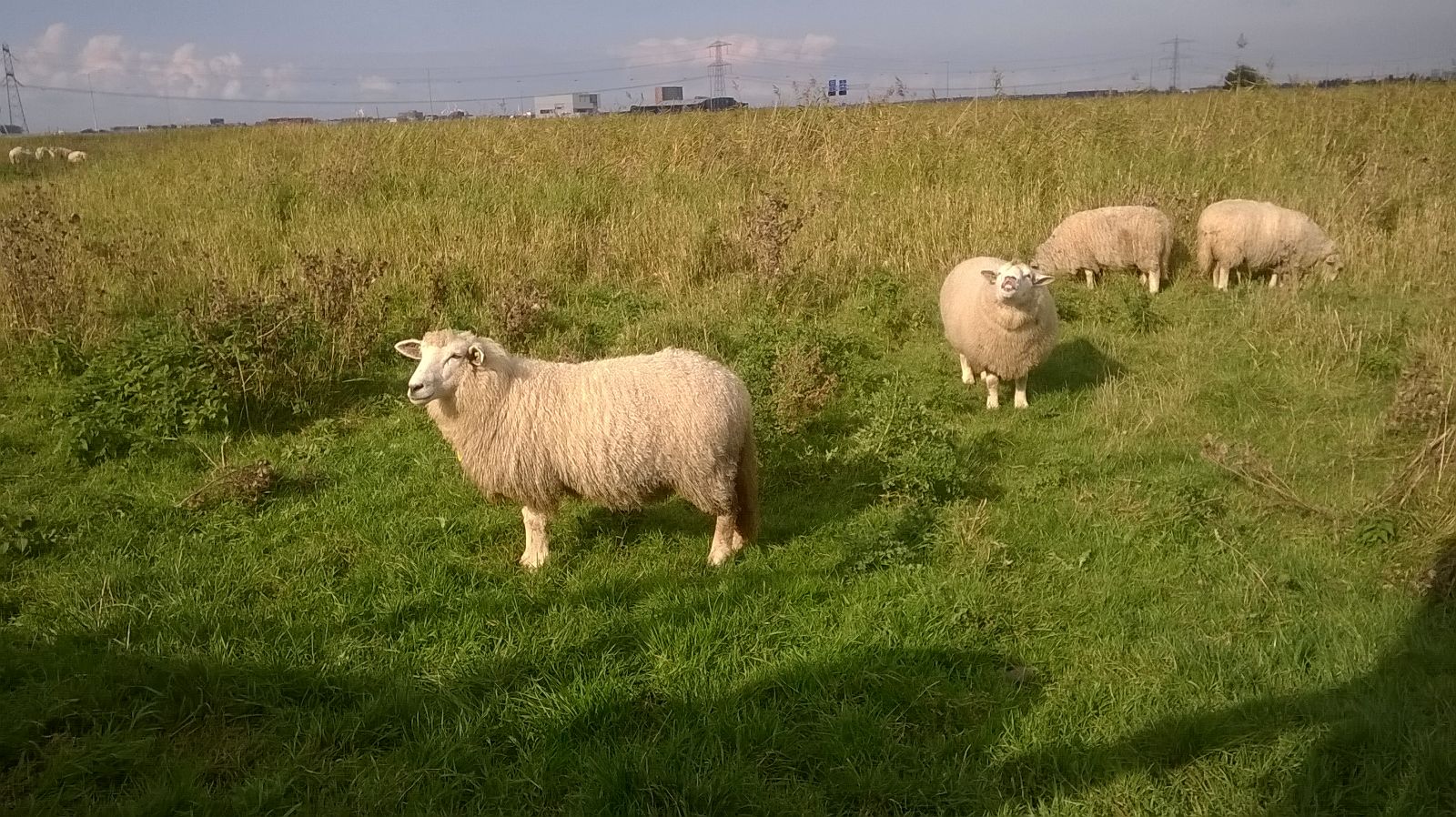 Ram aan het flemen